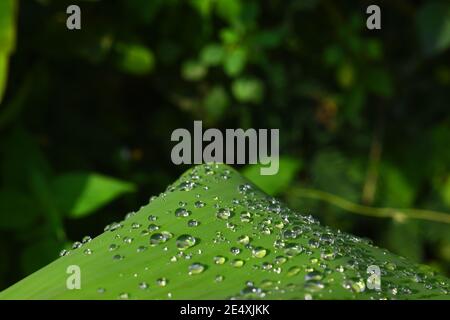 Water droplets on banana leaf Stock Photo