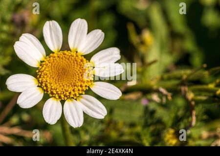 Anacyclus clavatus, White Buttons Plant in Flower Stock Photo