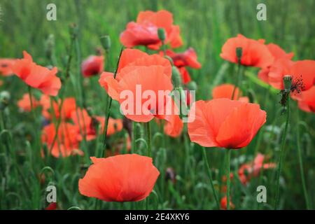 Wild poppy flowers blooming in the wheat field closeup Stock Photo