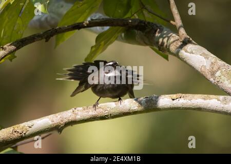 A beautiful White-throated Fantail (Rhipidura albicollis), perched on a branch and with it's tail spread open in the forests of Uttarakhand, India. Stock Photo