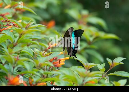 Side view of a beautiful Malabar Banded Peacock (Papilio buddha) butterfly, resting on some orange flowers in the garden. Stock Photo