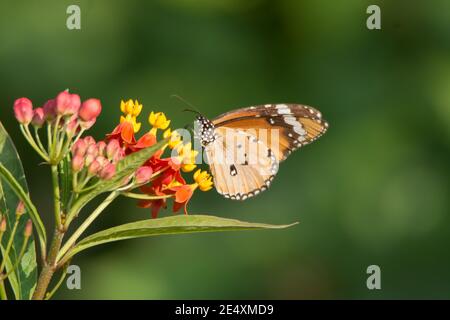 A beautiful Plain Tiger (Danaus chrysippus) butterfly, feeding on some tiny colourful flowers in the wild. Stock Photo