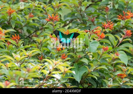 A beautiful Malabar Banded Peacock (Papilio buddha) butterfly, resting on some orange flowers in the garden. Stock Photo