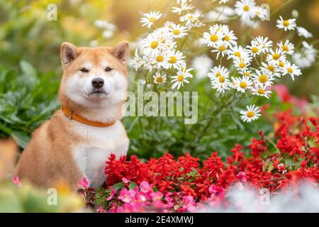 Young shiba inu dog sitting in flower bed of daisy and red flowers and green grass at summer nature Stock Photo