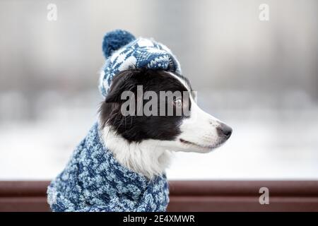 Young female dog of border collie breed black and white color in warm knitted elegant hat or beret with pompon and scarf sitting on bench at winter st Stock Photo