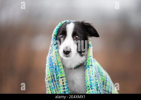 Young female dog of border collie breed black and white color wrapped in warm plaid sitting at autumn nature