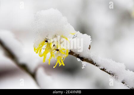 Snow on the flowers of a witch hazel 'Sunburst' (Hamamelis × intermedia 'Sunburst') Stock Photo