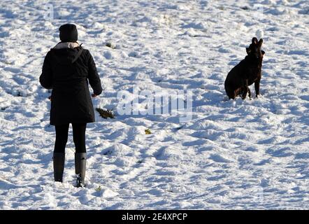 Bury, Greater Manchester, England, 25th January 2021. A walker throws a snowball to her dog in the snow covered fields around the village of Affestide, Bury, as the North West of England woke up to a fresh blanket of snow to start the new week. Credit: Paul Heyes/ Alamy Live News Stock Photo