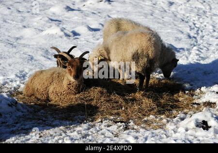 Bury, Greater Manchester, England, 25th January 2021. A small flock of sheep tuck into some fresh hay in the snow covered fields around the village of Affestide, Bury, as the North West of England woke up to a fresh blanket of snow to start the new week. Credit: Paul Heyes/ Alamy Live News Stock Photo