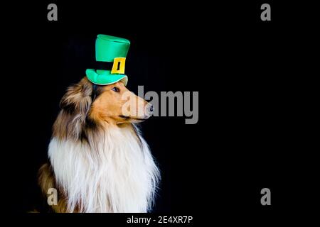 portrait of a Rough Collie dog with saint patrick's day top hat isolated on black background Stock Photo