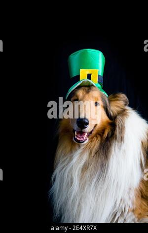 portrait of a Rough Collie dog with saint patrick's day top hat isolated on black background Stock Photo