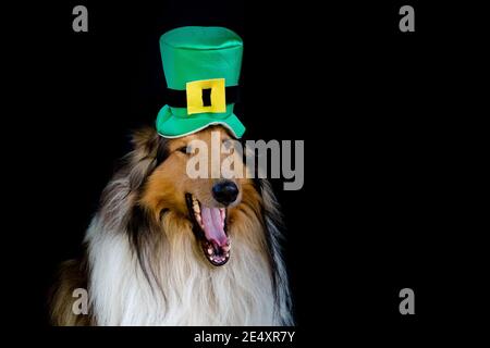 portrait of a Rough Collie dog with saint patrick's day top hat Stock Photo