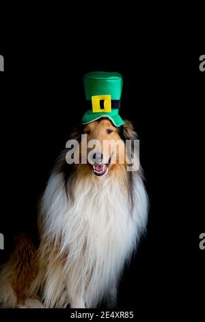 portrait of a Rough Collie dog with saint patrick's day top hat isolated on black background Stock Photo