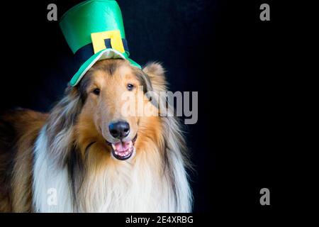 portrait of a Rough Collie dog with saint patrick's day top hat isolated on black background Stock Photo