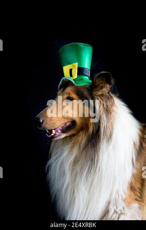 portrait of a Rough Collie dog with saint patrick's day top hat Stock Photo