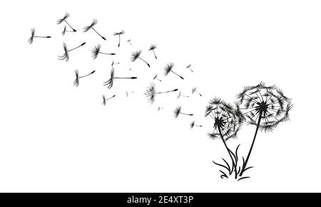 Abstract black dandelion, dandelion with flying seeds illustration Stock Vector