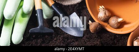 Planting spring flowers. Gardening tools, flower pots and crocus bulbs on fertile soil texture background. Banner. Stock Photo