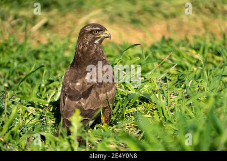 Common buzzard (Buteo buteo) on the ground. This bird of prey is found throughout Europe and parts of Asia, inhabiting open areas, such as farmland an Stock Photo