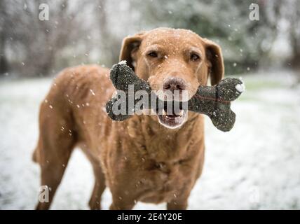 Dog with Tweed Bone Stock Photo