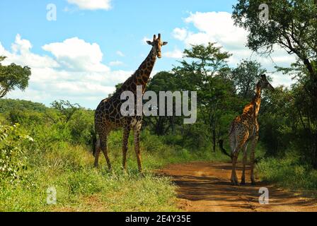 Mom and baby giraffe on the road in Swaziland national Park in south Africa Stock Photo