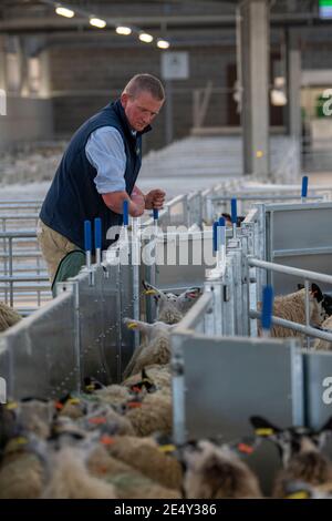 Farmers sorting sheep through a race in an agricultural shed, Darlington, UK. Stock Photo