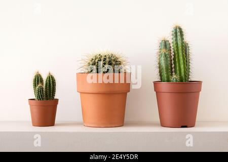 Home decoration of green cactuses in brown pots composed on gray shelf at white wall Stock Photo