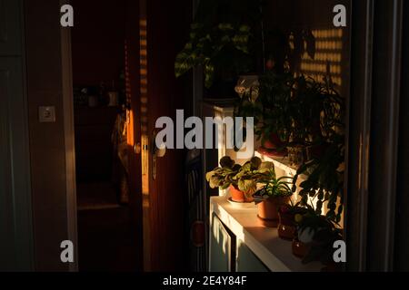 Abandoned house in sunset with sun rays entering thgrough slit of blinders to light flowers in the cupboard Stock Photo