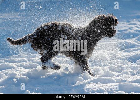 Thringstone, Leicestershire, UK. 25th January 2021. UK weather. A Cockapoo dog shakes snow from its coat after the CountyÕs heaviest snowfall since 2012. Credit Darren Staples/Alamy Live News. Stock Photo