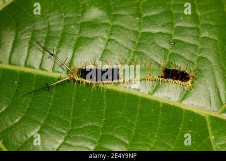 Nymphalid Butterfly larva, Catonephele acontius, Nymphalidae. Larva images 14121917-14121930 and 14121950-14121955 on 12-14-14, 14122592-14122607 on 1 Stock Photo
