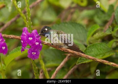 Violet-headed Hummingbird male, Klais guimeti, feeding at verbena flower. Stock Photo