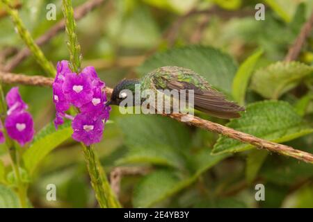 Violet-headed Hummingbird male, Klais guimeti, feeding at verbena flower. Stock Photo