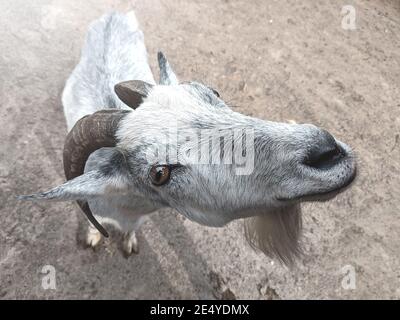 the goat is looking at the camera. farm and farming concept. Stock Photo