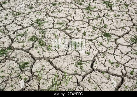Closeup of dry soil with grass. Cracked ground background. Stock Photo