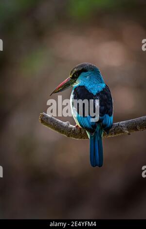 Blue-Breasted Kingfisher (Halcyon malimbica) Stock Photo