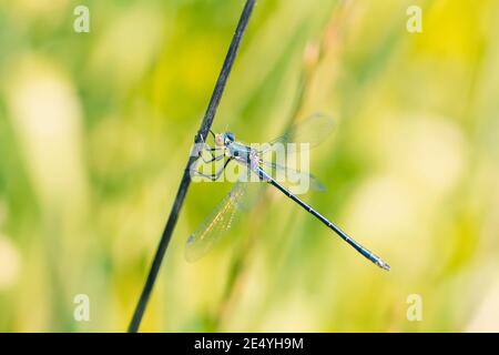 Macro of blue damselfly insect with brown eyes sitting on long dark grass stem on blurred green background Stock Photo