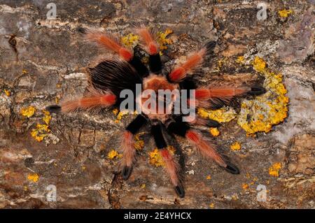 Brachypelma boehmei, Mexican fireleg, Mexican rustleg tarantula, Mexikanische Rotbeinvogelspinne Stock Photo