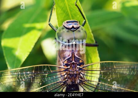 Macro close up of big dragonfly Aeshna viridis head with eyes sitting on green leaf Stock Photo