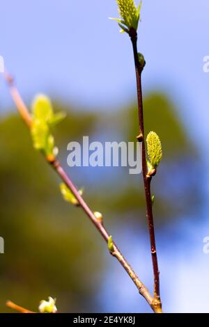 young buds on a tree open under the rays of the spring bright sun, blurred bright background Stock Photo