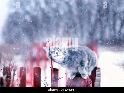 beautiful tabby cat sits on the fence in the village on a winter day under the falling snow Stock Photo