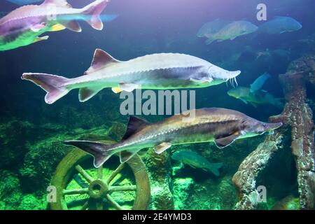 Siberian sturgeon Acipenser baerii. Wild life animal Stock Photo