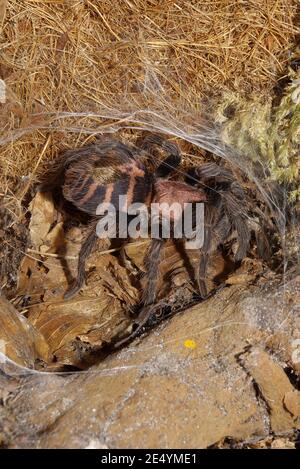 Davus fasciatus, Costa Rican tiger rump, Rote Tigervogelspinne Stock Photo