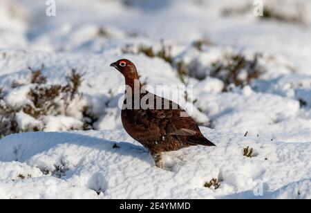 Red Grouse, Lagopus lagopus scotica, in snow on moorland in the Yorkshire Dales National Park, UK. Stock Photo
