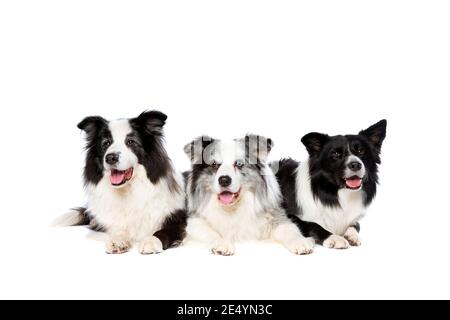 three border collie dogs in front of a white background Stock Photo