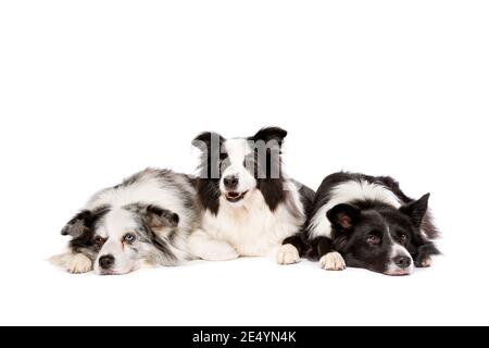 three border collie dogs in front of a white background Stock Photo