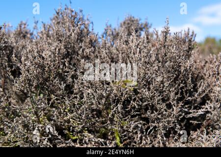 Heather, Calluna vulgaris, on moorland damaged by Heather Beetle, Lochmaea suturalis. North Yorkshire, UK. Stock Photo