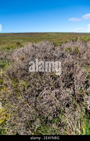 Heather, Calluna vulgaris, on moorland damaged by Heather Beetle, Lochmaea suturalis. North Yorkshire, UK. Stock Photo