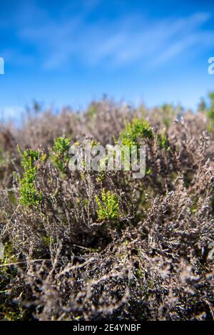 Heather, Calluna vulgaris, on moorland damaged by Heather Beetle, Lochmaea suturalis. North Yorkshire, UK. Stock Photo