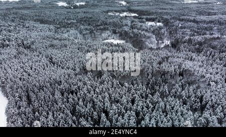 A dense forest from a drone during the winter in Lithuania. Stock Photo