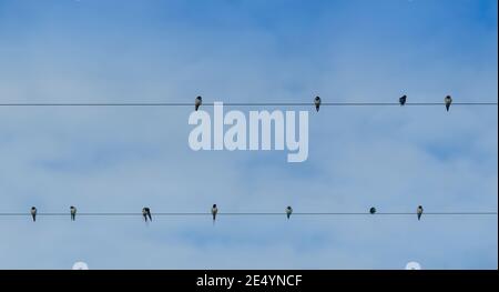 Barn Swallows, Hirundo rustica, perched on telephone wires in late summer, prior to their migration to Africa, where they winter. North Yorkshire, UK. Stock Photo