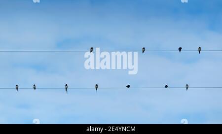 Barn Swallows, Hirundo rustica, perched on telephone wires in late summer, prior to their migration to Africa, where they winter. North Yorkshire, UK. Stock Photo